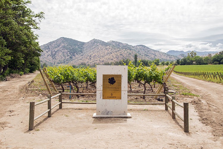 卡門特級點藏系列-卡門妮爾 紅酒開箱,聖誕聚餐首推配餐酒!